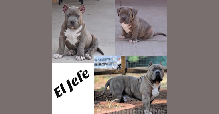 El Jefe, an American Bully tested with EmbarkVet.com