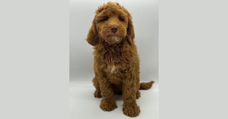 Ozzy, a Goldendoodle tested with EmbarkVet.com