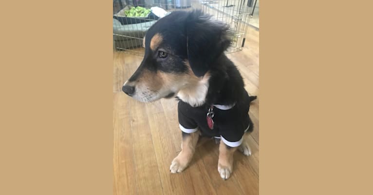 Dusty, an Australian Shepherd and Golden Retriever mix tested with EmbarkVet.com