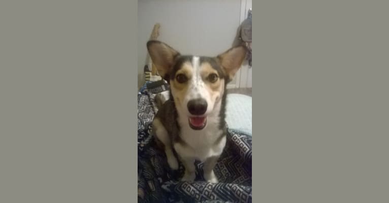 Luna, a Siberian Husky and Chihuahua mix tested with EmbarkVet.com