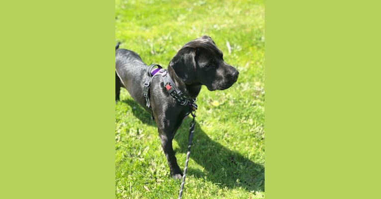 Daisy Jane, a Labrador Retriever and Boxer mix tested with EmbarkVet.com