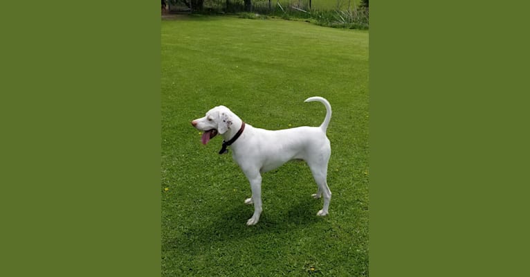 Photo of Sam, a Pointer  in Kentucky, USA