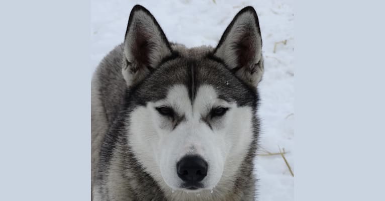 Photo of Shenanigan, a Siberian Husky  in Phelps, Wisconsin, USA