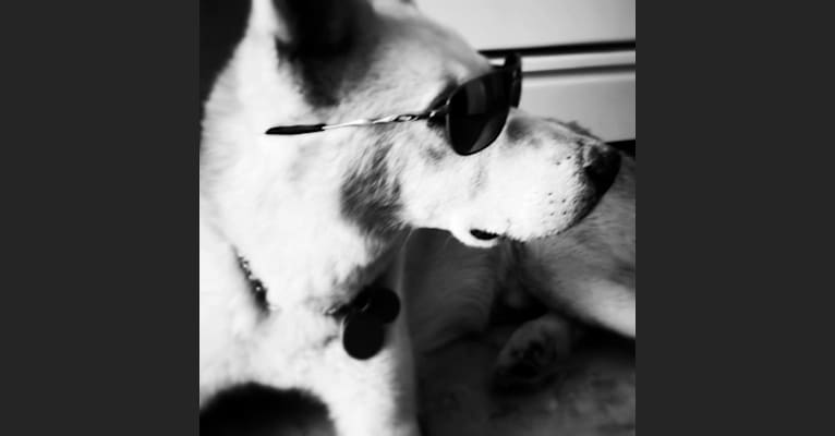 Laszlo, a Siberian Husky and American Eskimo Dog mix tested with EmbarkVet.com