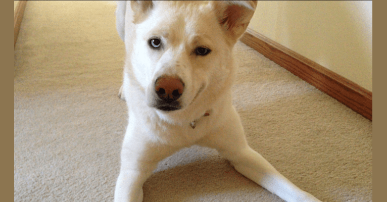 Kaia, a Siberian Husky and Rottweiler mix tested with EmbarkVet.com