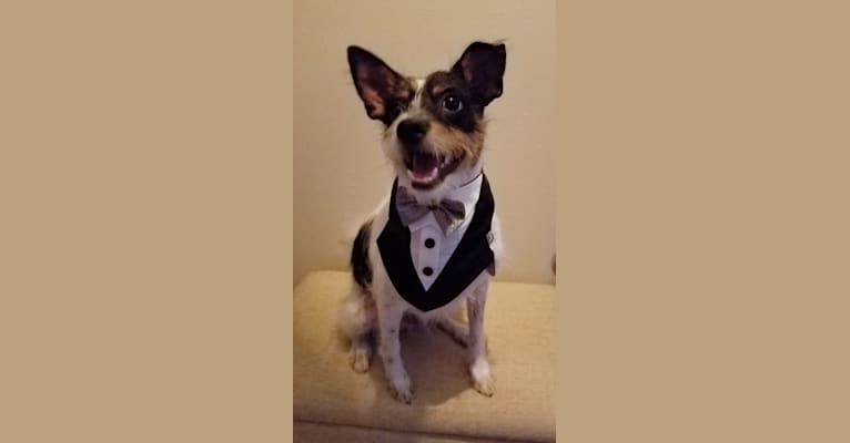 DEXTER, a Rat Terrier and Yorkshire Terrier mix tested with EmbarkVet.com