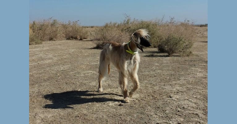 Photo of Habbi, an Afghan Hound  in Carmel Valley, California, USA