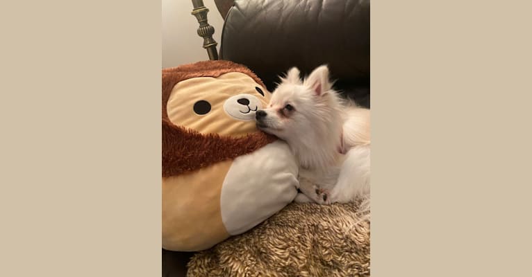 Ruby, a Pomeranian and American Eskimo Dog mix tested with EmbarkVet.com