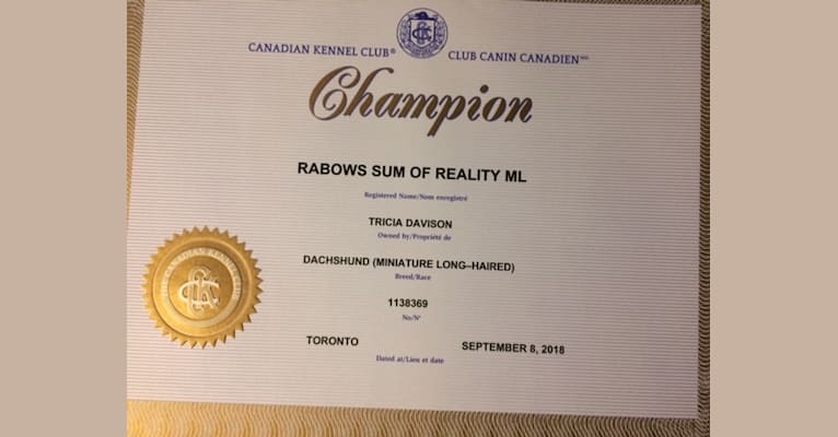 Rabows Sum Of Reality ML, a Dachshund tested with EmbarkVet.com