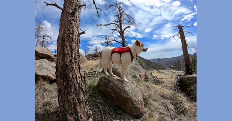 Photo of Atlas, an Australian Cattle Dog, German Shepherd Dog, Labrador Retriever, Great Pyrenees, Miniature Schnauzer, and Mixed mix in Midland, Texas, USA