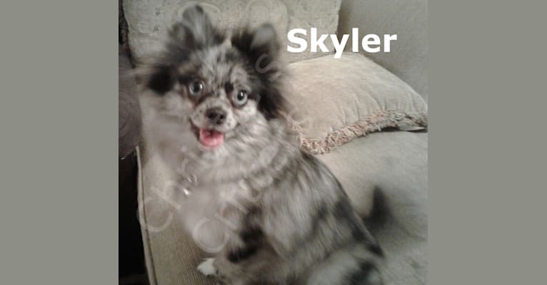 Sky, a Pomeranian tested with EmbarkVet.com