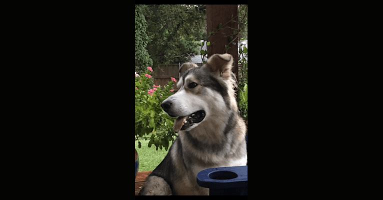 Cal (Excaliber), a German Shepherd Dog and Alaskan Malamute mix tested with EmbarkVet.com