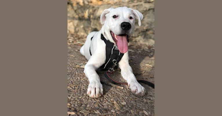 Photo of Gibson, an American Pit Bull Terrier, Australian Cattle Dog, and Mixed mix in Bandera, Texas, USA