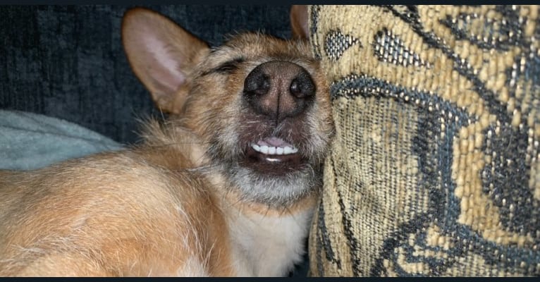 Dewey Duncan, a Chihuahua and Russell-type Terrier mix tested with EmbarkVet.com