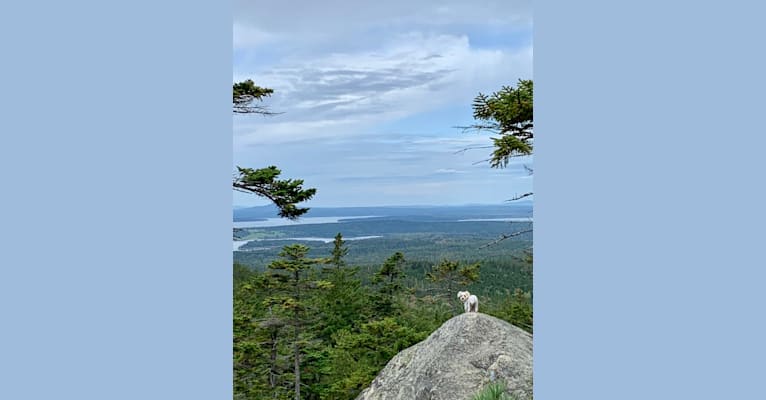Photo of Finley, an American Village Dog, Poodle (Small), and Shih Tzu mix in Maine, USA