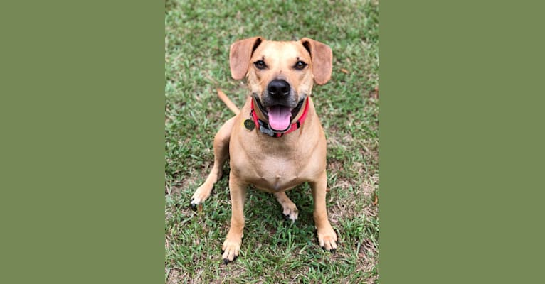 Butch, a Catahoula Leopard Dog and American Pit Bull Terrier mix tested with EmbarkVet.com