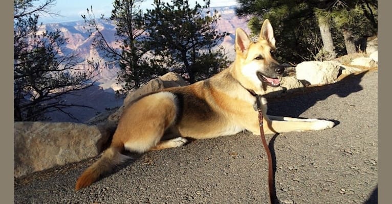 Ryka, a German Shepherd Dog tested with EmbarkVet.com