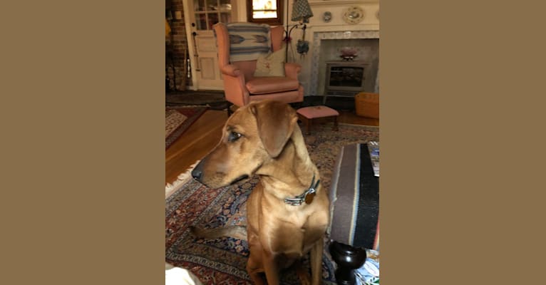 Duchess, a Doberman Pinscher and American Pit Bull Terrier mix tested with EmbarkVet.com