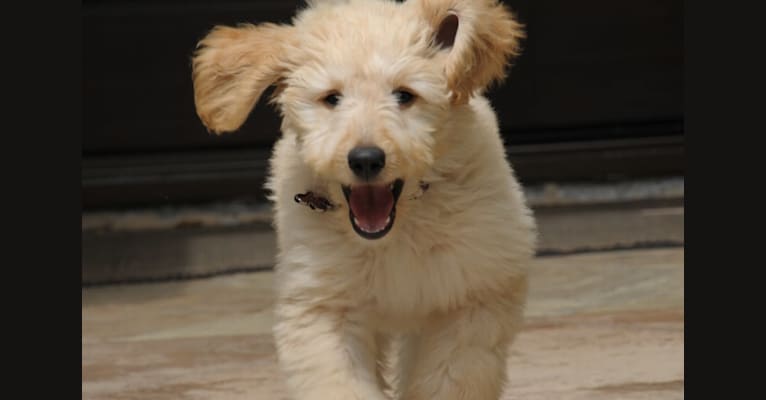 Piper, a Goldendoodle tested with EmbarkVet.com