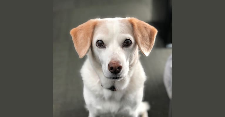 Myrna, a Beagle and American Eskimo Dog mix tested with EmbarkVet.com