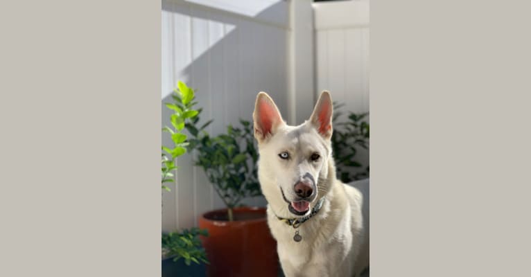 Ruth, a German Shepherd Dog and Siberian Husky mix tested with EmbarkVet.com