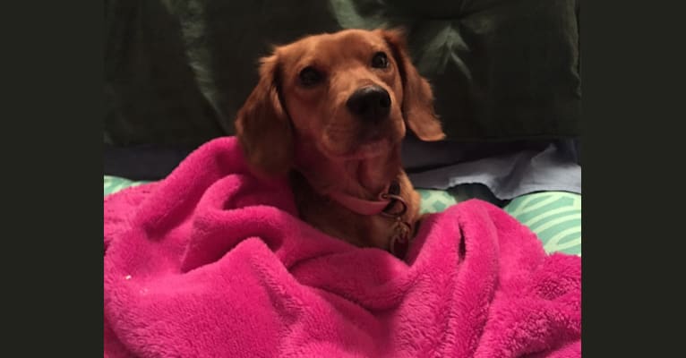 Roxy, a Beagle and Coonhound mix tested with EmbarkVet.com