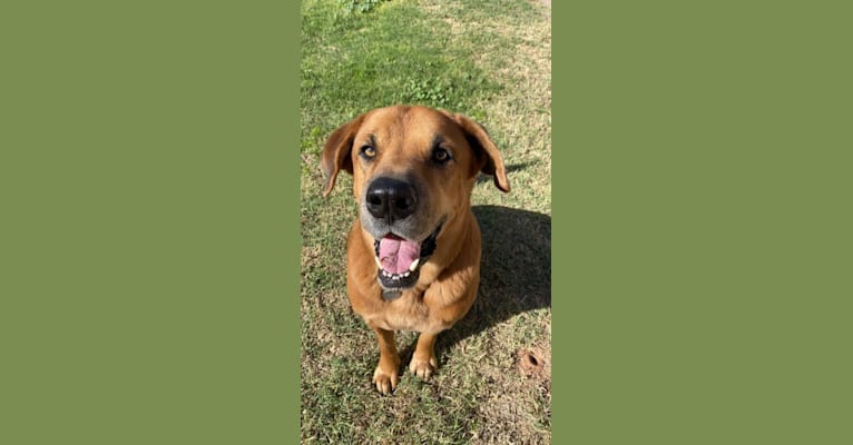 Photo of Dozer, a Chow Chow, Rottweiler, and Mixed mix in Mesa, Arizona, USA