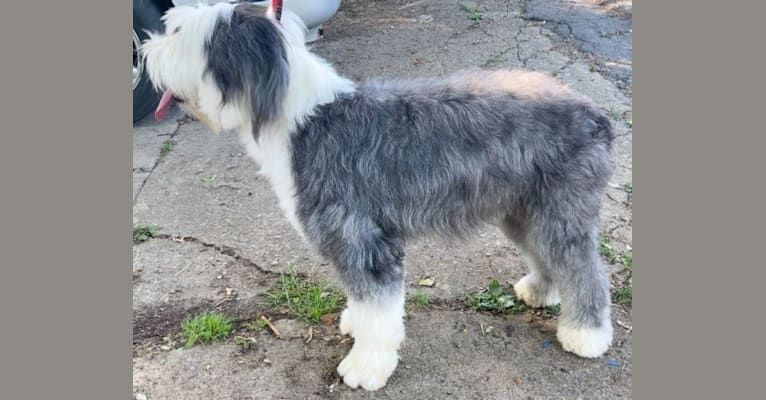 Photo of Maggie, an Old English Sheepdog  in Greeneville, Tennessee, USA