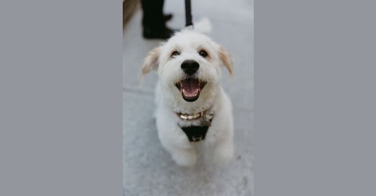 Milo, a Poodle (Small) and Cocker Spaniel mix tested with EmbarkVet.com