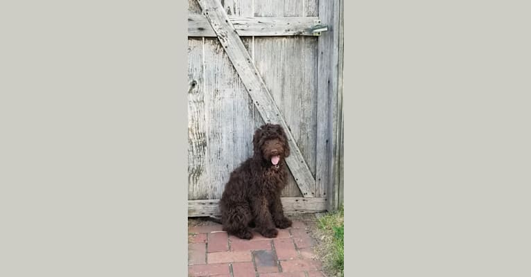 Photo of Arrow, a Poodle (Small), Poodle (Standard), and Cocker Spaniel mix