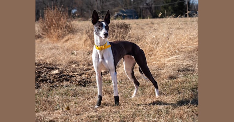 Whippet Mix Breeds 44 Whippet Mixes Reviewed By Veterinarians