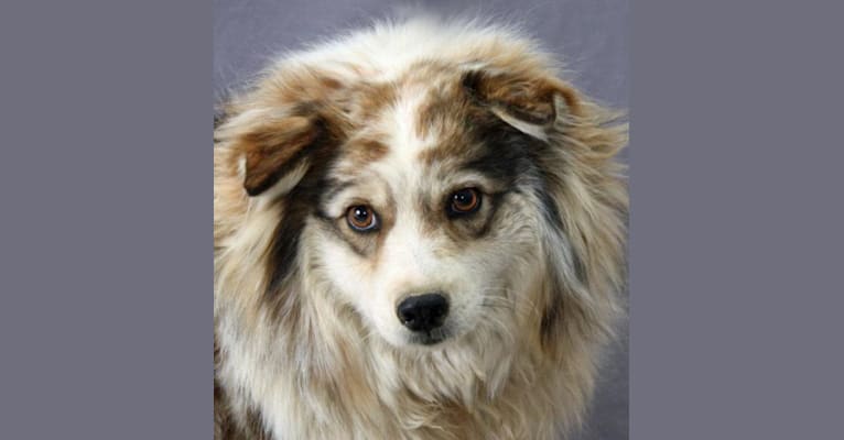 Lois, an American Eskimo Dog and Australian Shepherd mix tested with EmbarkVet.com