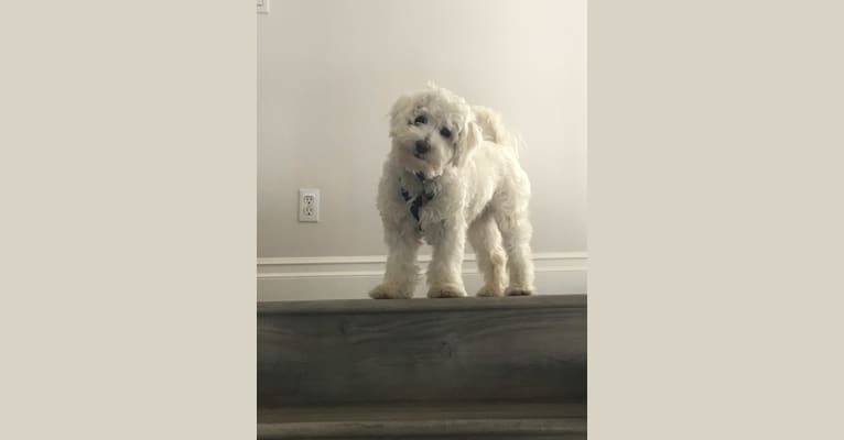 Tucker, a Maltese and Poodle (Small) mix tested with EmbarkVet.com