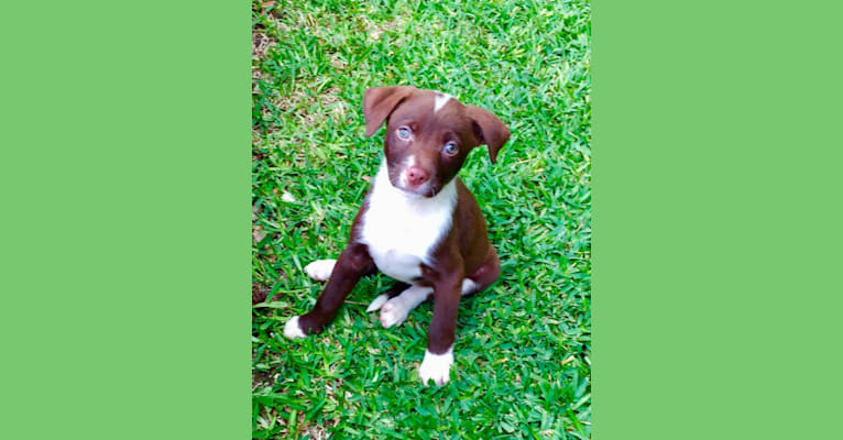 Kimber, a Staffordshire Terrier and Labrador Retriever mix tested with EmbarkVet.com