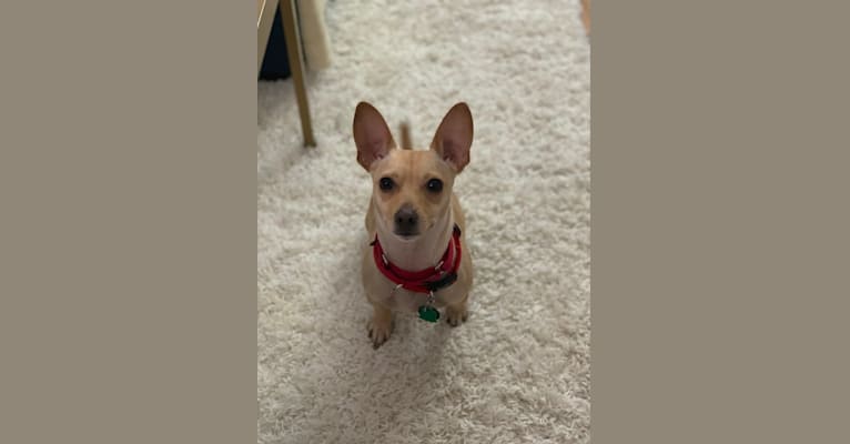 Bruce, a Chihuahua and Dachshund mix tested with EmbarkVet.com