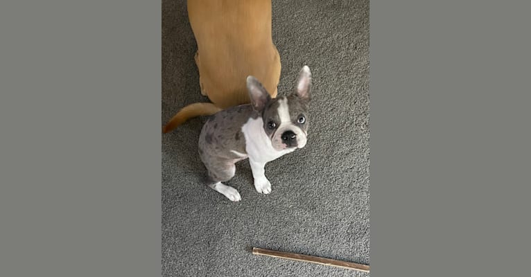 Aurinko, a Boston Terrier tested with EmbarkVet.com