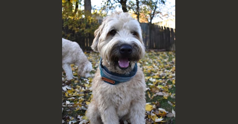 Ollie, a Soft Coated Wheaten Terrier tested with EmbarkVet.com
