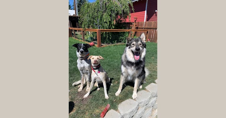 Ridge, a Border Collie and Australian Cattle Dog mix tested with EmbarkVet.com