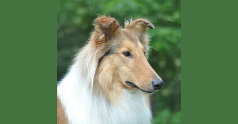 Photo of Andy, a Collie (Scottish-Type)  in Red Boiling Springs, Tennessee, USA