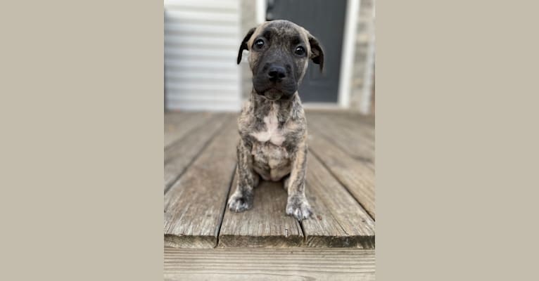 Bindi, an American Pit Bull Terrier tested with EmbarkVet.com