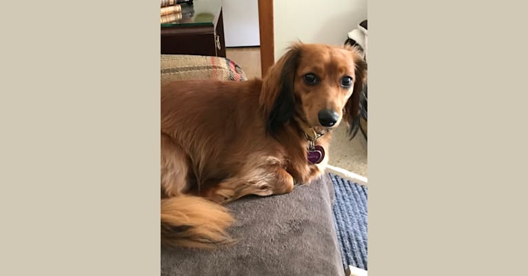 Hattie, a Dachshund (4.3% unresolved) tested with EmbarkVet.com