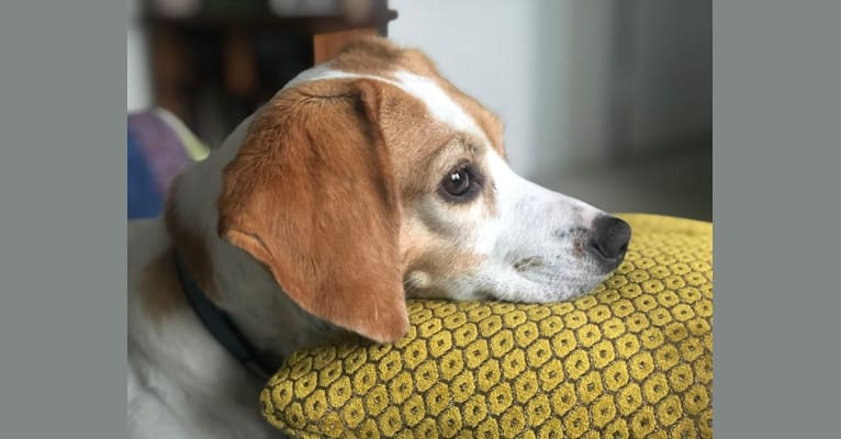 Lulu, a Beagle tested with EmbarkVet.com
