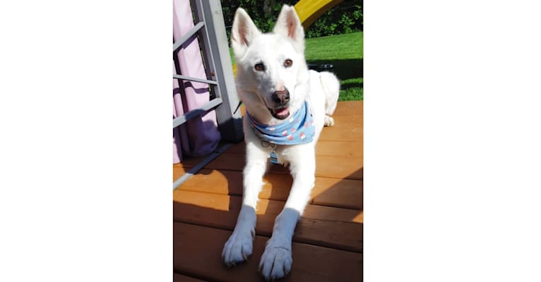 Photo of Charlie, an Alaskan-type Husky  in Quebec, Canada