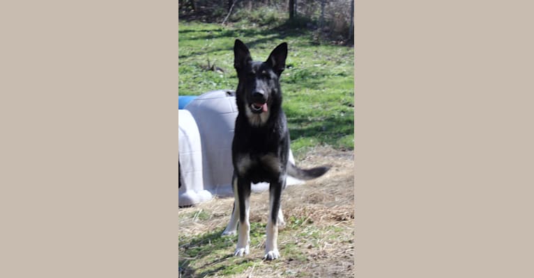 rose, a German Shepherd Dog tested with EmbarkVet.com