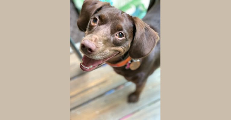 Molly, a Boykin Spaniel and American Foxhound mix tested with EmbarkVet.com