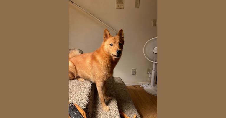 Photo of Clementine, a Finnish Spitz  in Minnesota, USA