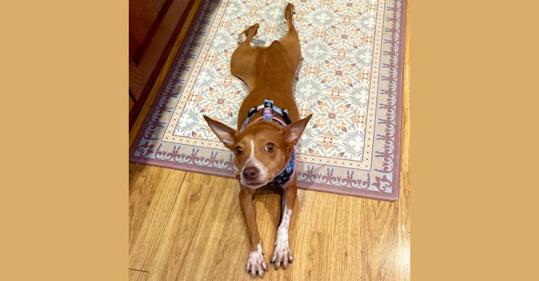 Photo of Kori, a Mountain Cur, Rat Terrier, Beagle, and Mixed mix in North Carolina, USA