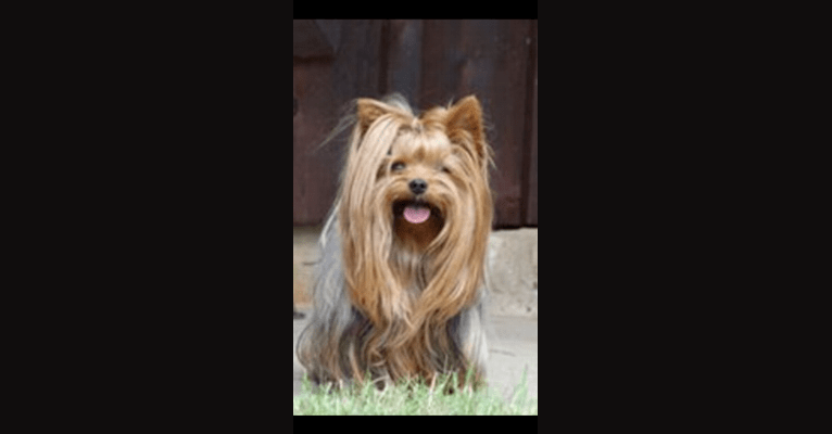 Mojo, a Yorkshire Terrier tested with EmbarkVet.com