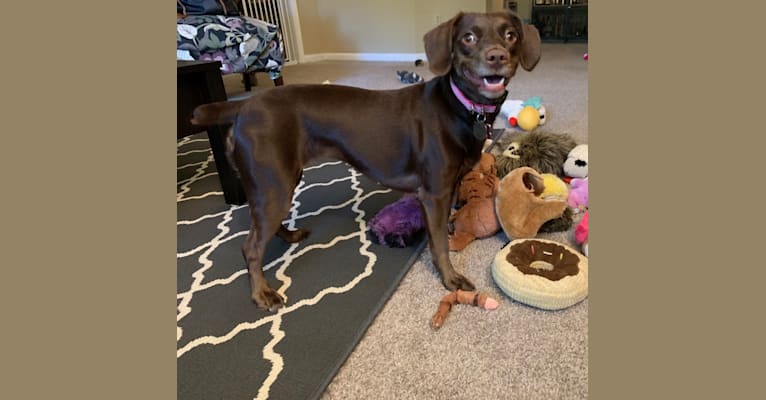 Molly, a Boykin Spaniel and American Foxhound mix tested with EmbarkVet.com