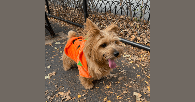 Pumpkin, a Norfolk Terrier tested with EmbarkVet.com